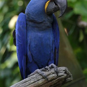 Hyacinth Macaw For Sale