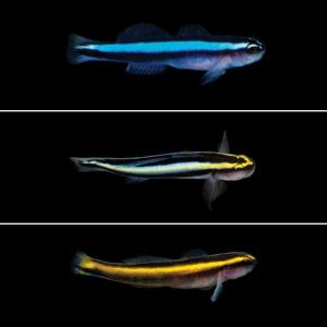 Foot Cleaner Goby For Sale