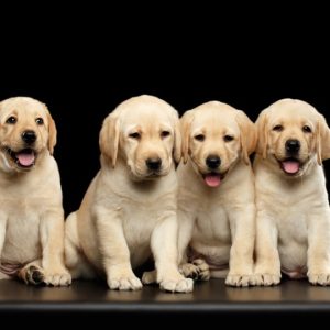 labrador retriever puppies for sale