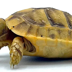 Baby Greek Tortoise