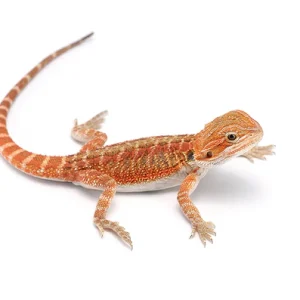 Magma Hypo Translucent Dunner Bearded Dragon