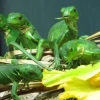 Baby Lesser Antillean Iguana