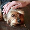 Yorkshire Terrier Puppies for adoption