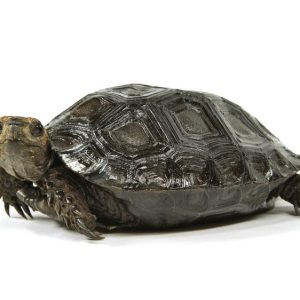 Baby Burmese Black Mountain Tortoise