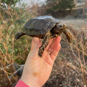 Burmese Brown Mountain Tortoise