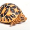 Baby Indian Star Tortoise