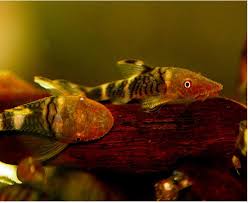 Orange Head Otocinclus For Sale