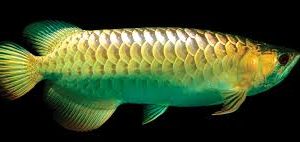 Buy Crossback Golden Arowana