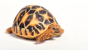 Baby Indian Star Tortoise