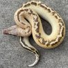 Yearling Ivory Blood Python