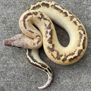 Yearling Ivory Blood Python