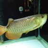 Buy Red Tail Golden Arowana