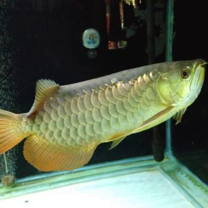 Buy Red Tail Golden Arowana