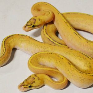 Baby Puma Ball Python For Sale