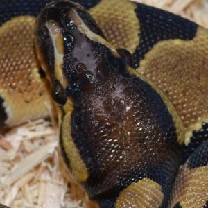 Spinnerblast Scaleless Head Ball Python