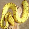 Baby Misol Green Tree Python