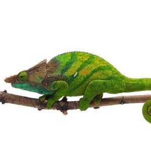 O’Shaughnessy’s Chameleon