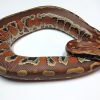 Sumatran Blood Python