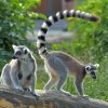 Buy Ring-tailed lemur Monkey