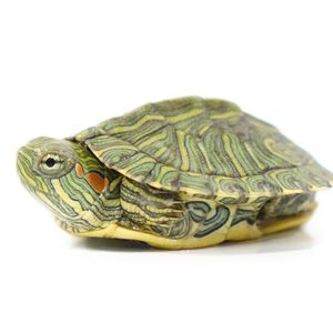 Baby Rio Grande River Cooter Turtle