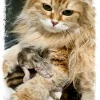 Siberian cat for sale