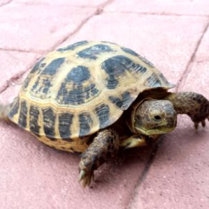 Northern Zombensis Hingeback Tortoise
