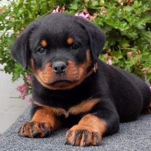 Rottweiler Puppies for sale near me