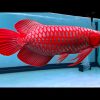Buy Blood Red Arowana