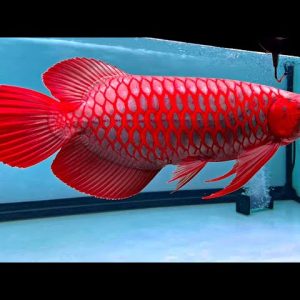 Buy Blood Red Arowana