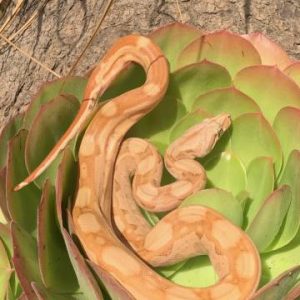 Aztec Colombian Redtail Boa