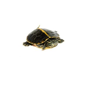 Baby Asian Yellow Pond Turtle