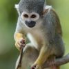 Buy Squirrel Monkey