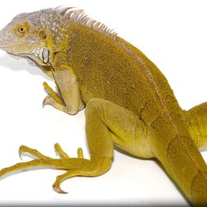 Yearling Hypo Iguana #1
