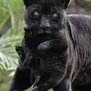 Black Panther Cubs For Sale