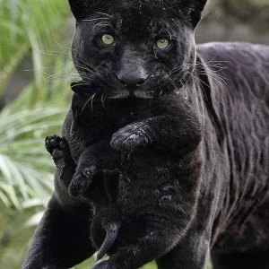 Black Panther Cubs For Sale