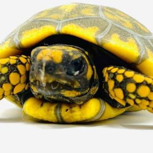 Yellowfoot Tortoise for sale